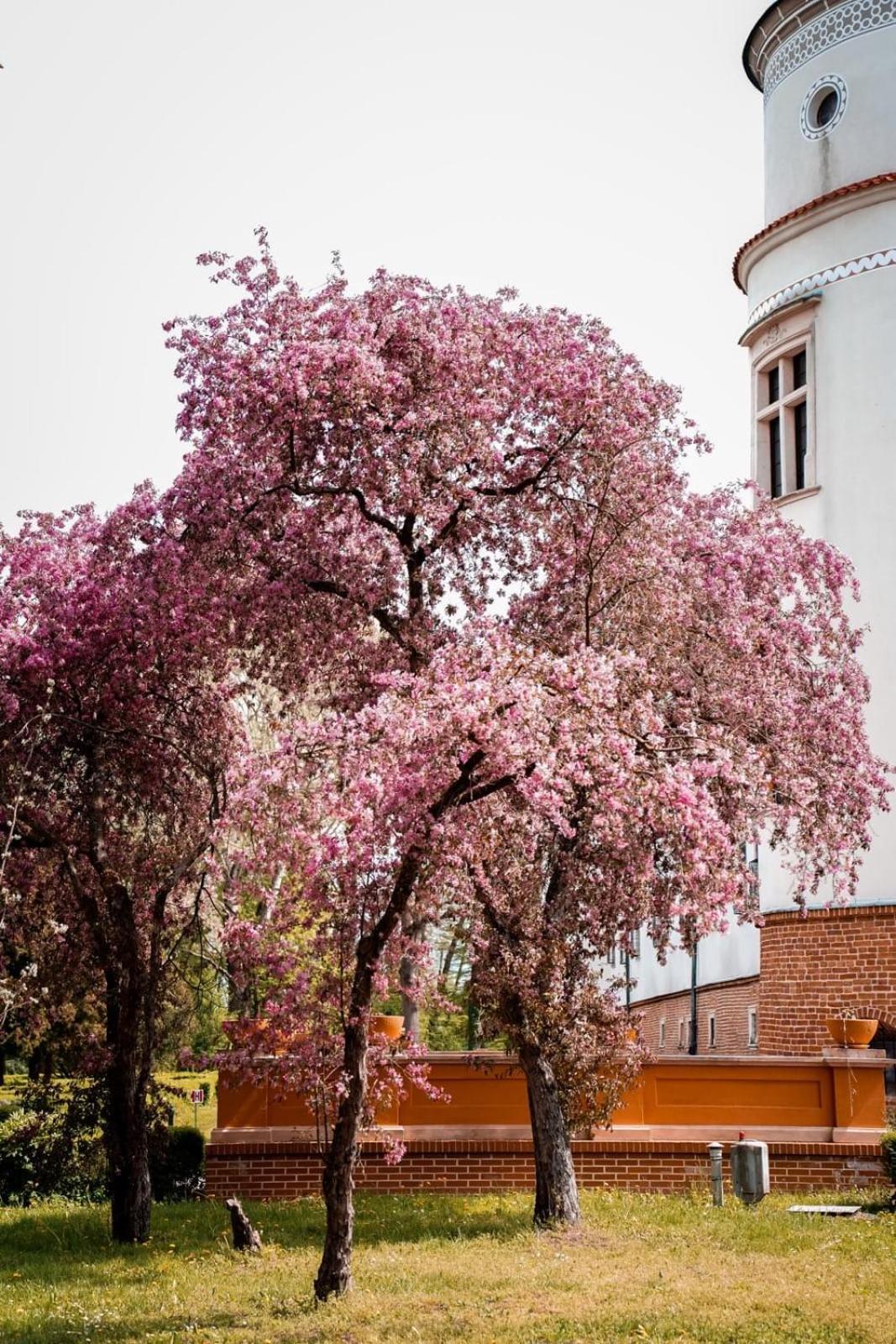 Zamek W Baranowie Sandomierskim Baranów Sandomierski Exteriér fotografie